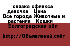 связка сфинкса. девочка › Цена ­ 500 - Все города Животные и растения » Кошки   . Волгоградская обл.